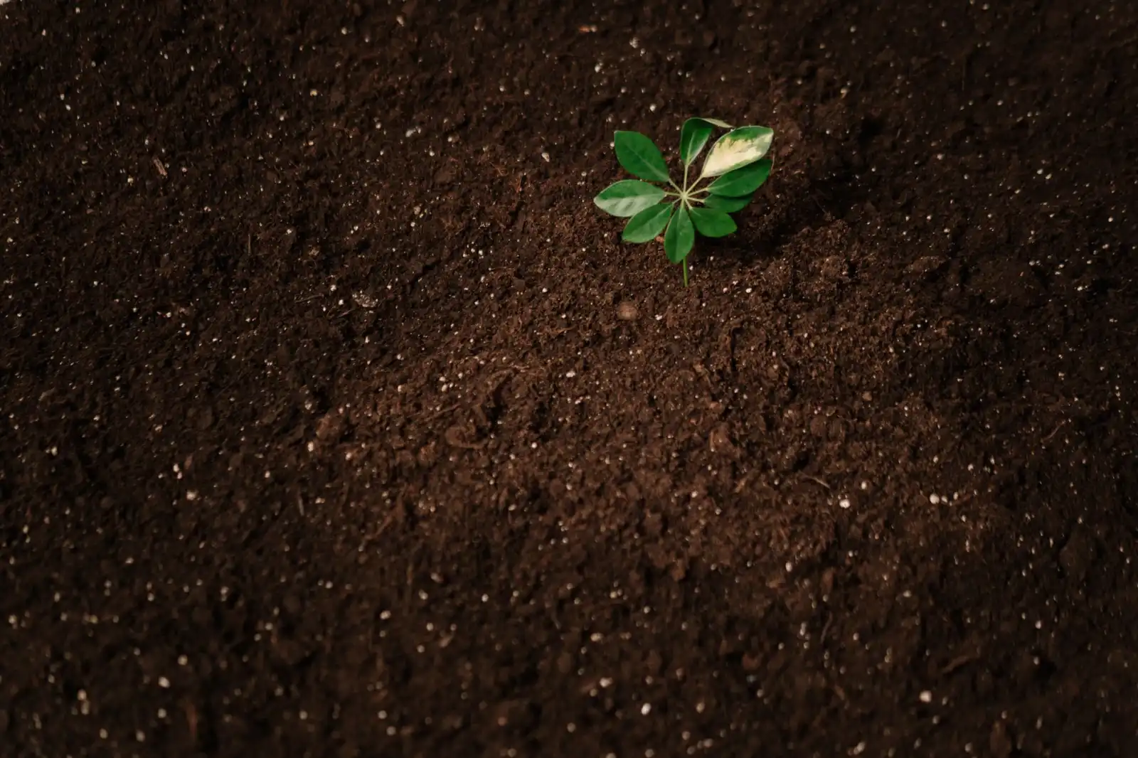 万兆网卡与阵列卡在数据中心场景下的性能搭配方案解析封面图